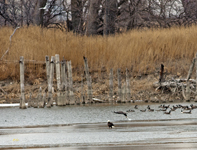 Bald Eagles et al 6101